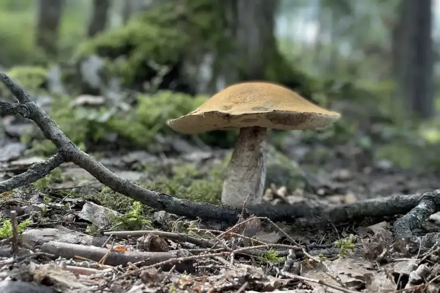 Efterårsjævndøgn